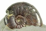 Pyritized Jurassic Ammonite (Amaltheus) Fossil - France #367610-2